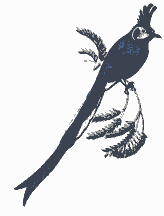 Animated Bird